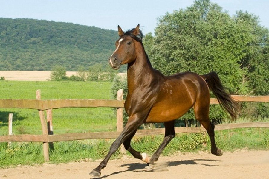 Öreg Major lovasudvar Nagysápon